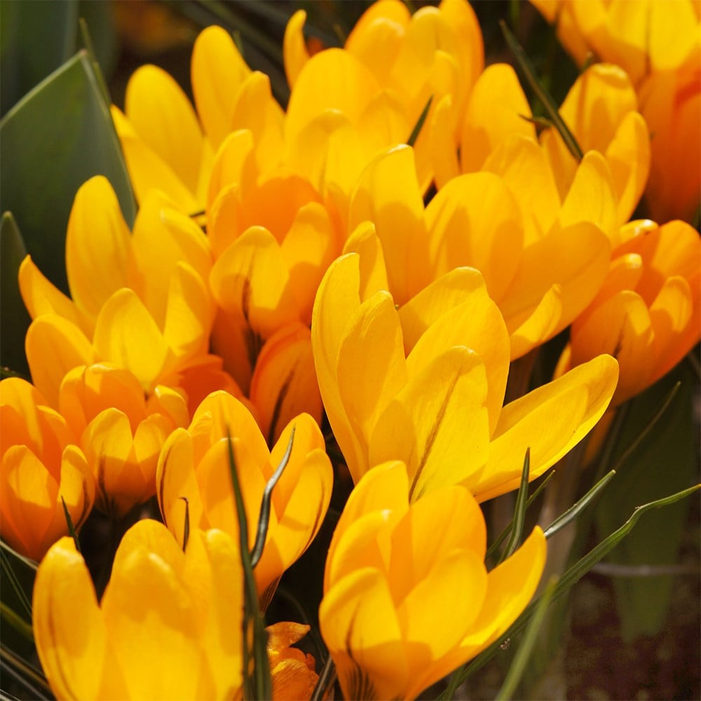 <I>Crocus</i> × <i>luteus</i> 'Golden Yellow'