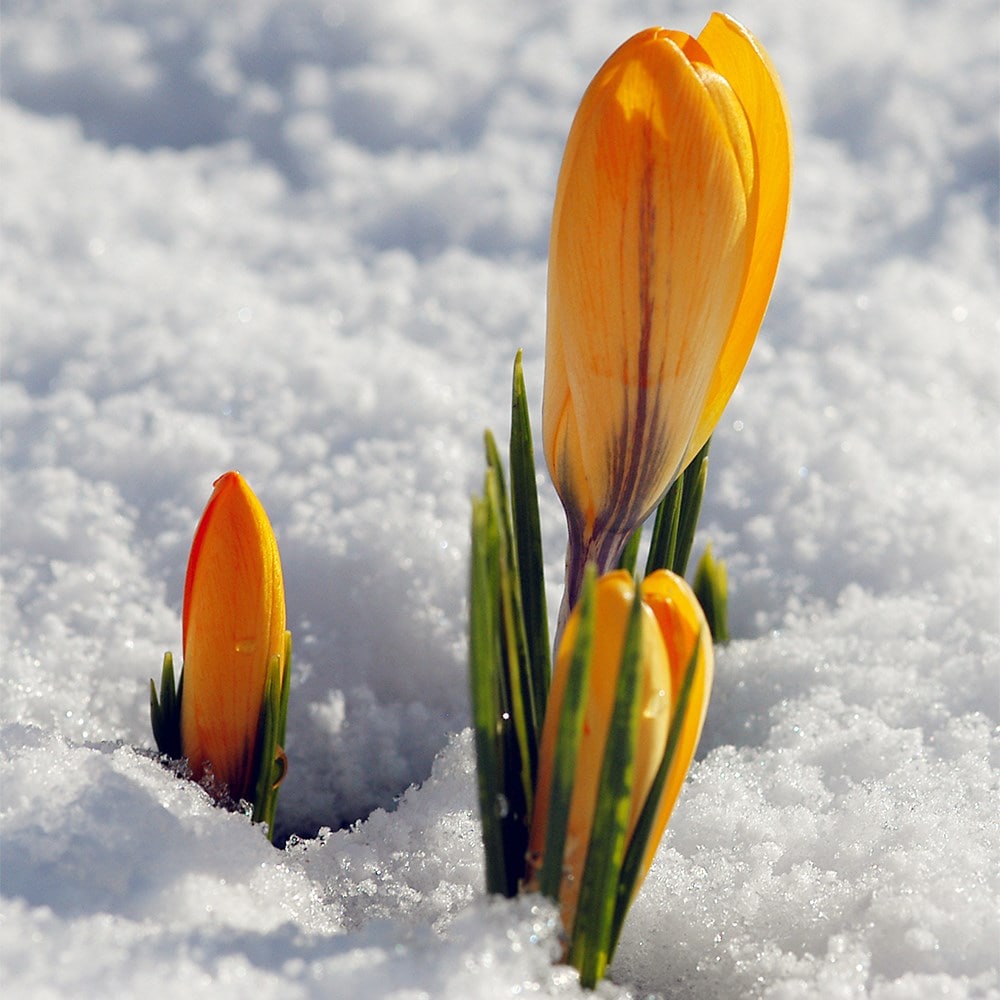 <I>Crocus</i> × <i>luteus</i> 'Golden Yellow'