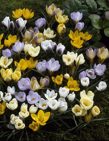 Crocus species - mixed colours