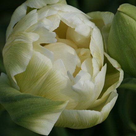 Picture of Tulipa White Mountain
