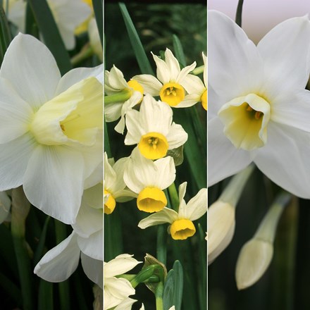 Sweetly scented narcissus