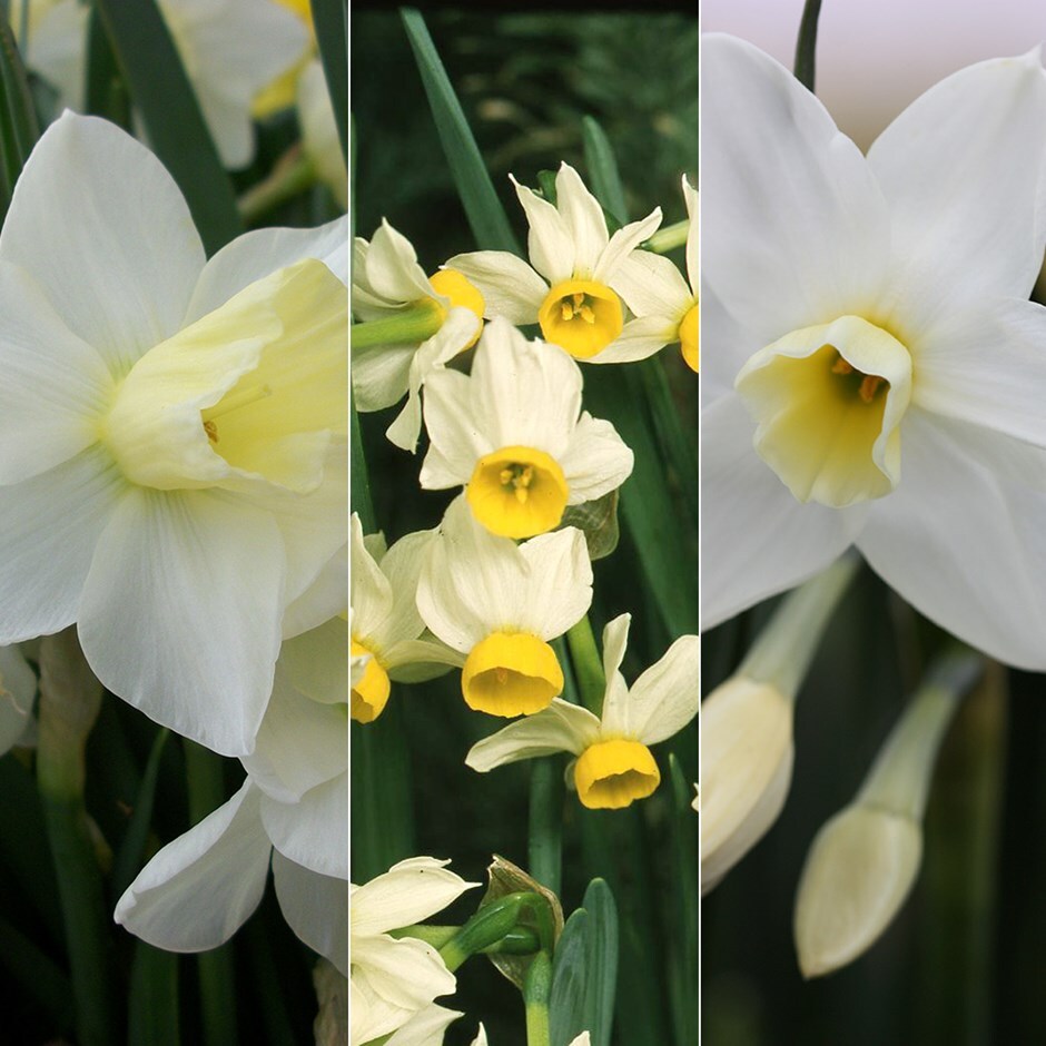 Sweetly scented narcissi collection