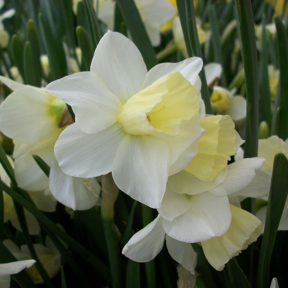 Sweetly scented narcissi collection
