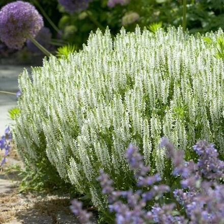 Picture of Salvia × sylvestris Schneehugel