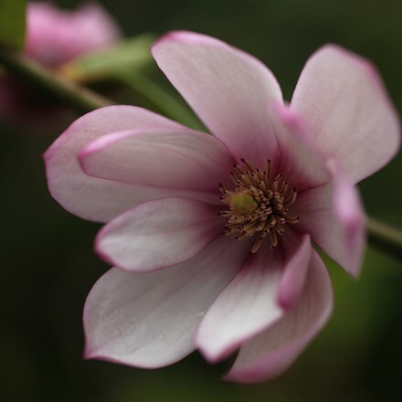 Magnolia Fairy Magnolia Blush ('Micjur01') (PBR)