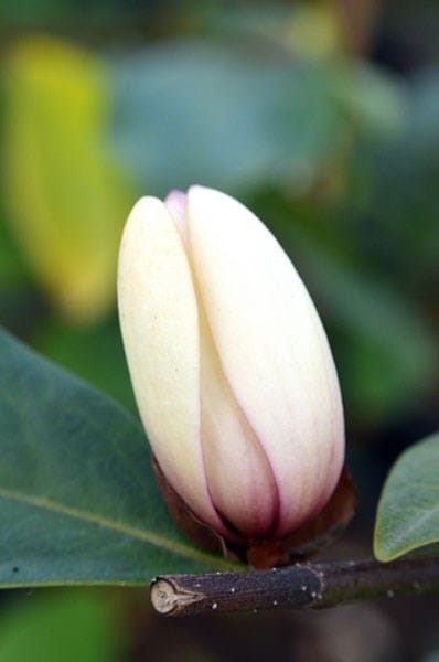 <i>Magnolia</i> <b class=small-caps>Fairy Magnolia Blush</b> ('Micjur01') (PBR)