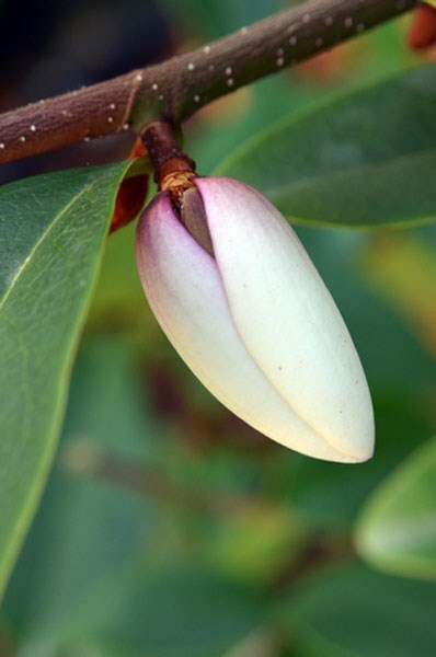 <i>Magnolia</i> <b class=small-caps>Fairy Magnolia Blush</b> ('Micjur01') (PBR)