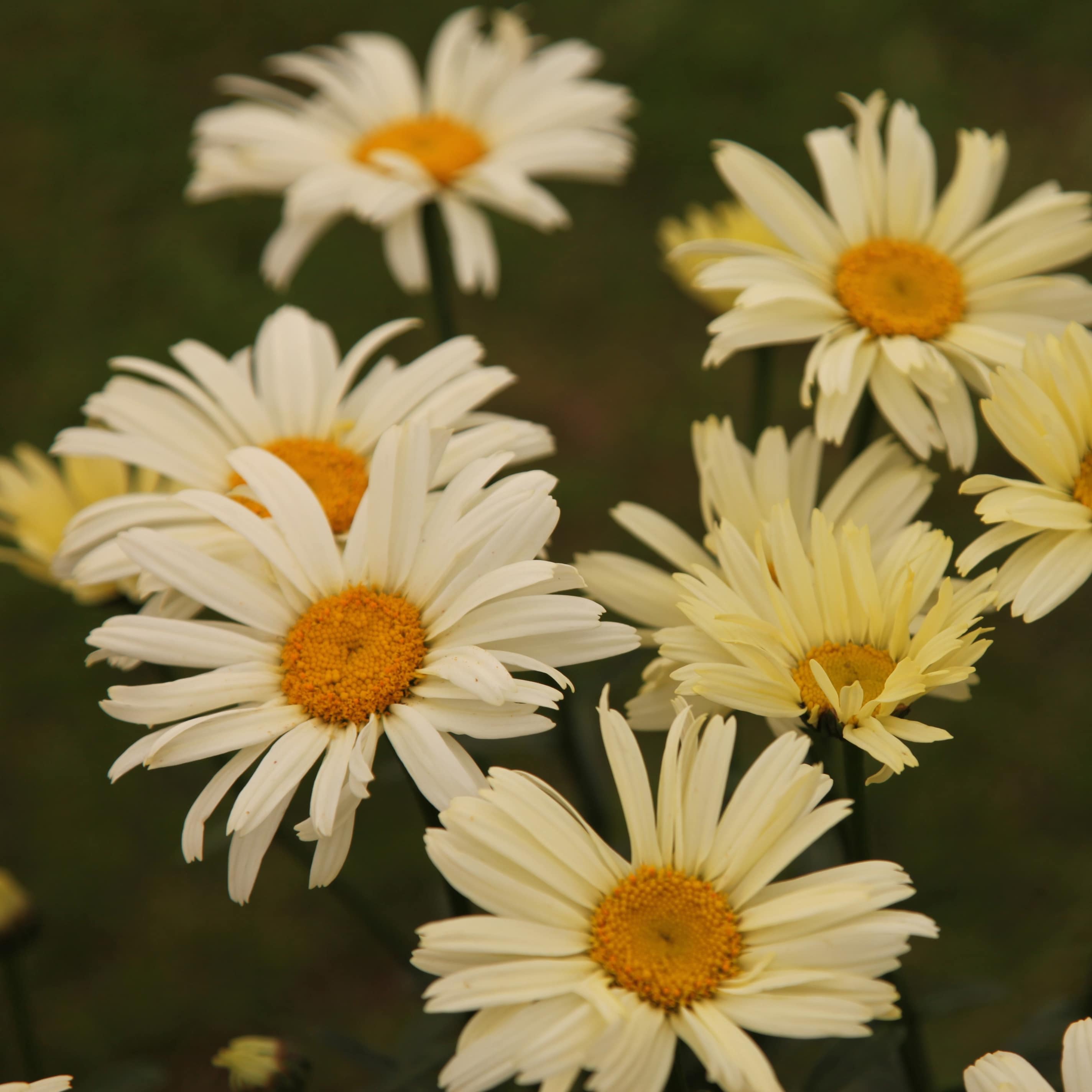 Leucanthemum superbum deals