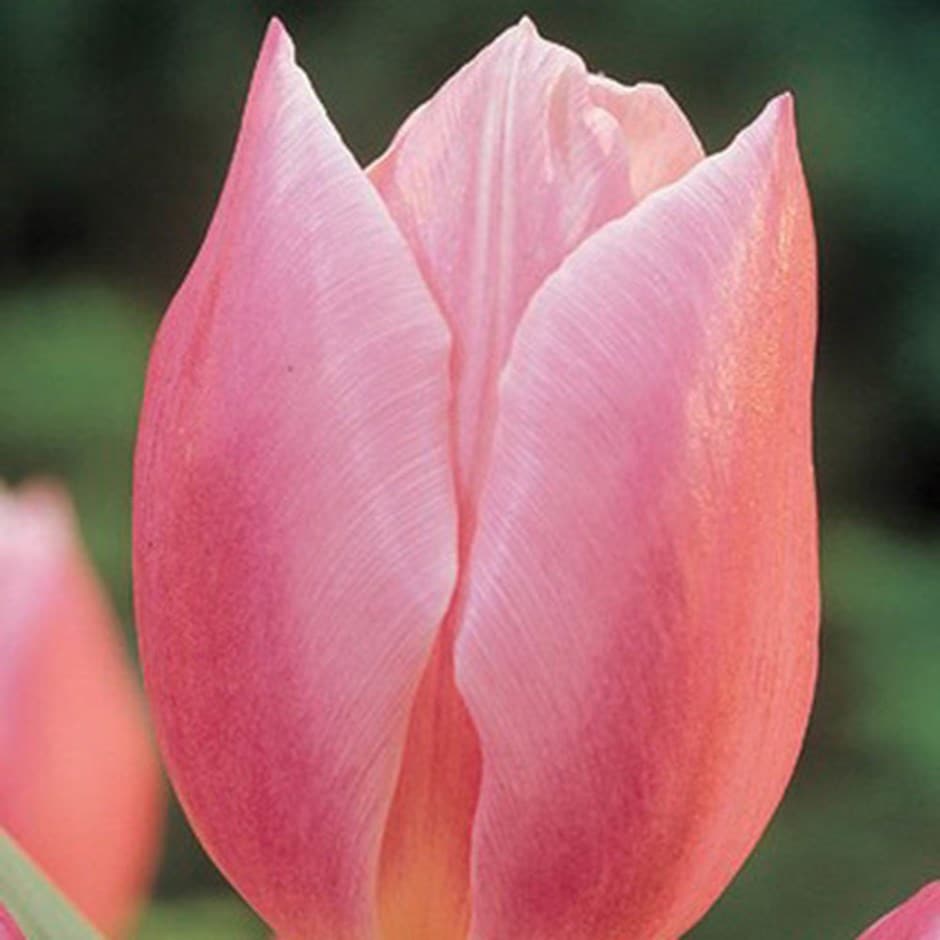 <i>Tulipa</i> 'Early Glory'