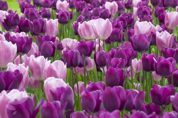 <i>Tulipa</i> 'Early Glory'