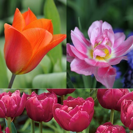 Picture of Scented tulip collection