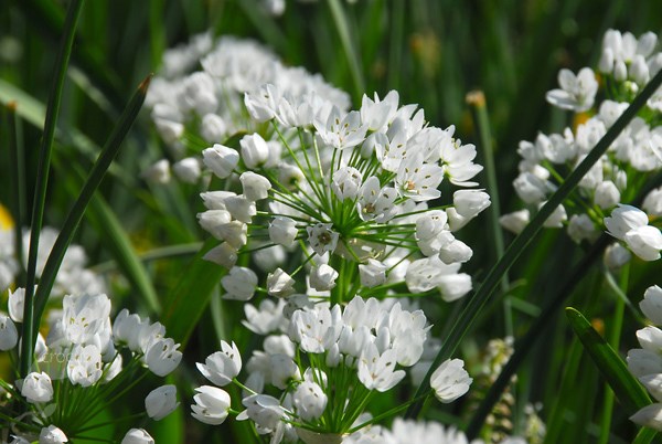 <i>Allium neapolitanum</i> Cowanii Group
