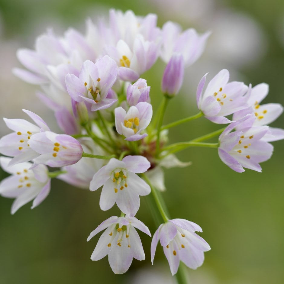 allium or rosy flowered outdoor star garlic bulbs