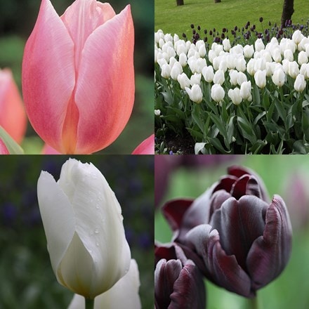 Picture of Tulips for the vase collection