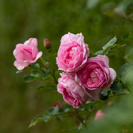 Abundance of Pastel Roses All flowers - Waitrose Florist
