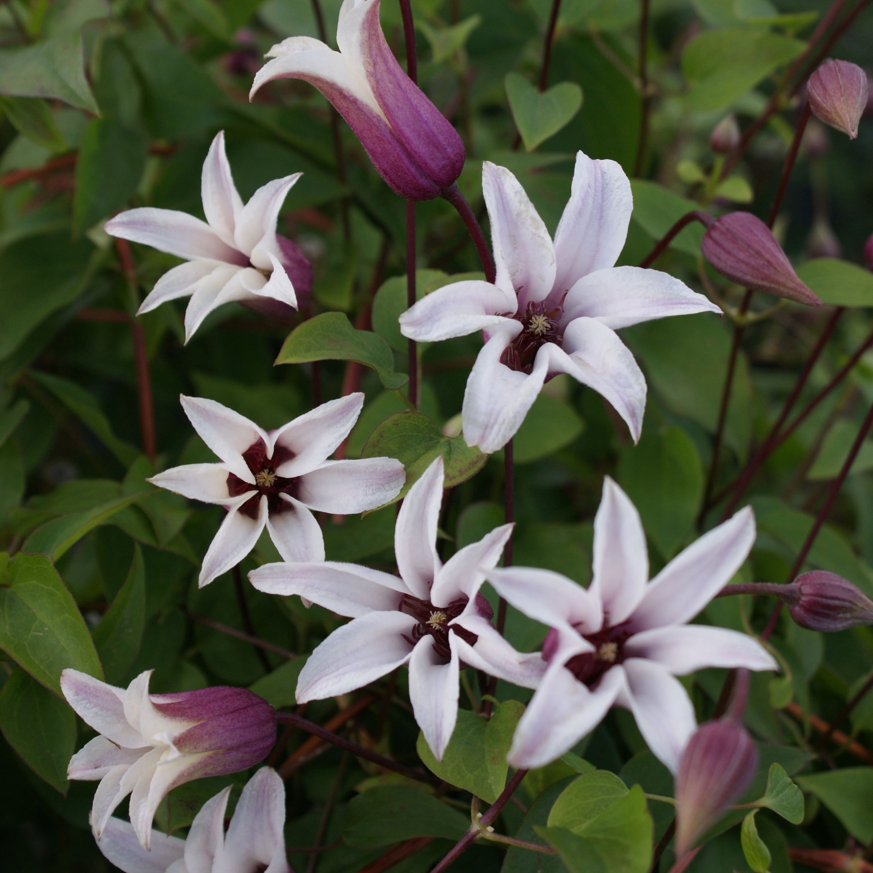 Clematis Princess Kate ('Zoprika') (PBR)