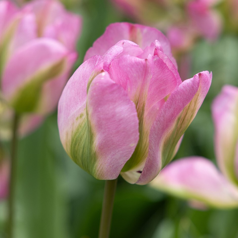 Buy viridiflora tulip bulbs or tulip Greenland Tulipa ...