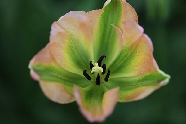 Buy viridiflora tulip bulbs ( syn Greenland ) Tulipa ...