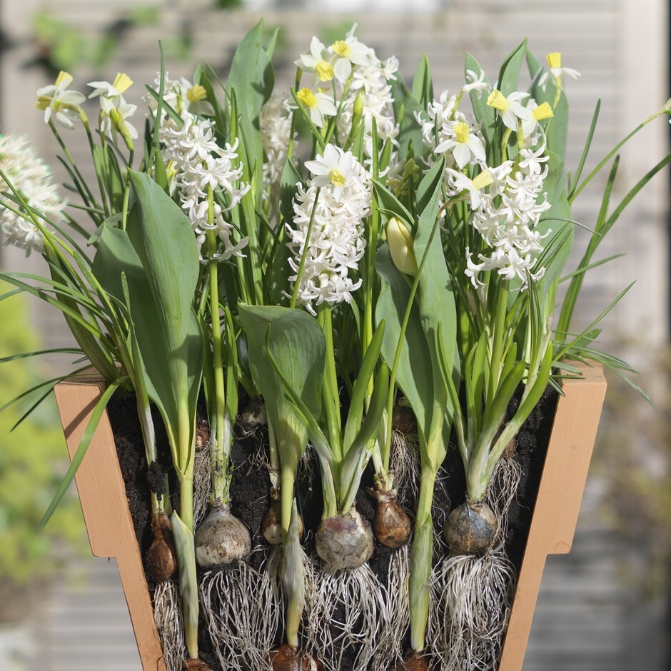 Bulbs for pots - Cool whites