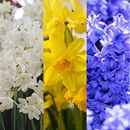 Picture of Bulbs for Christmas