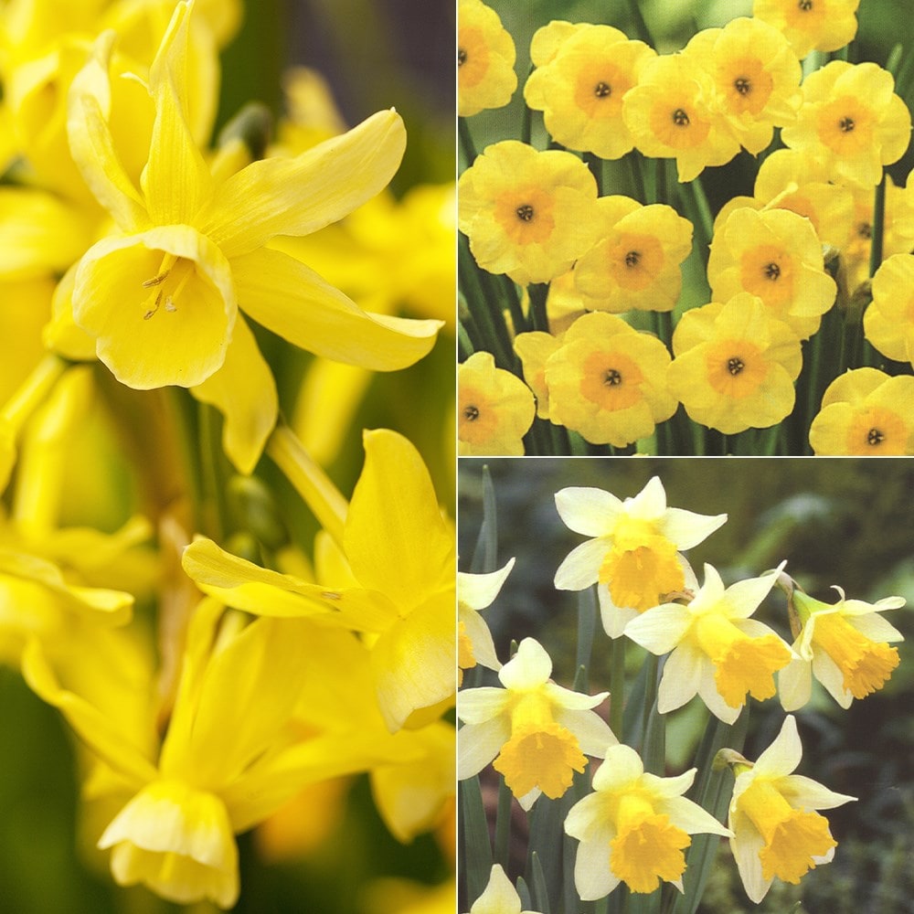 Product options image