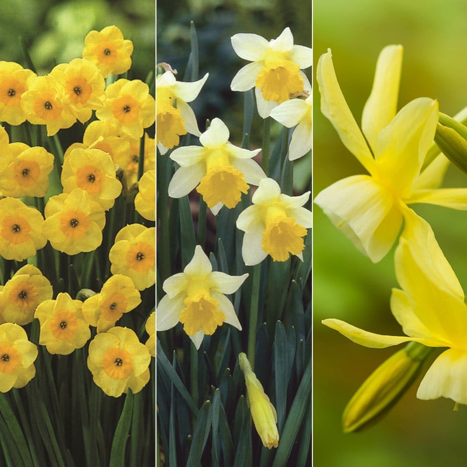 Award-winning scented miniature daffodil collection