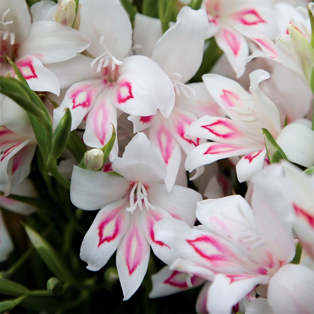 <i>Gladiolus</i> 'Nymph'