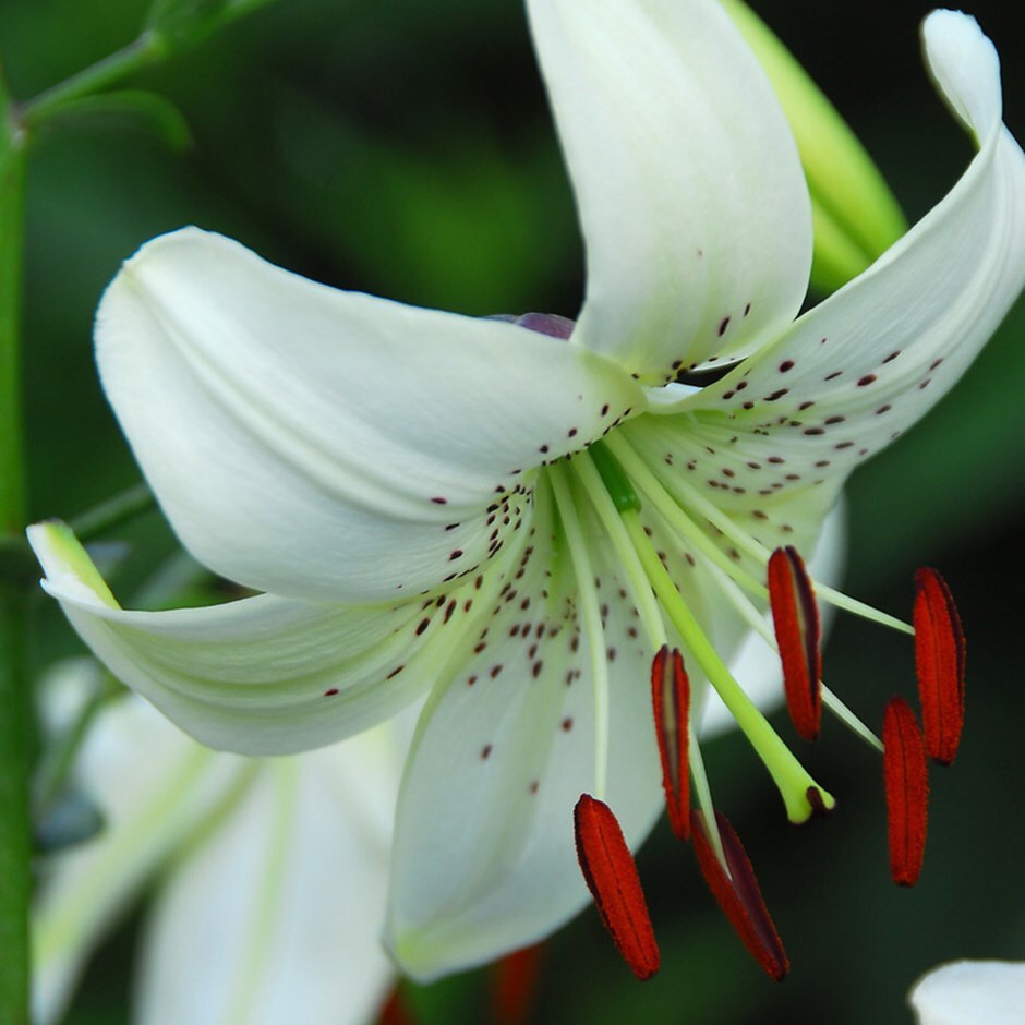 Asiatic lily bulb