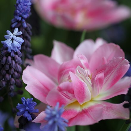 Picture of Tulipa Peach Blossom & Muscari latifolium