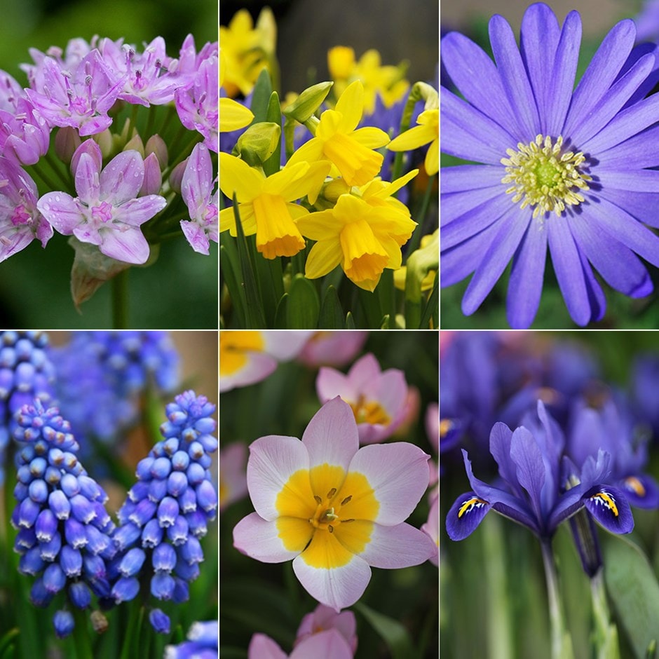 buy bulb collection 6 months of flowering bulbs: delivery by