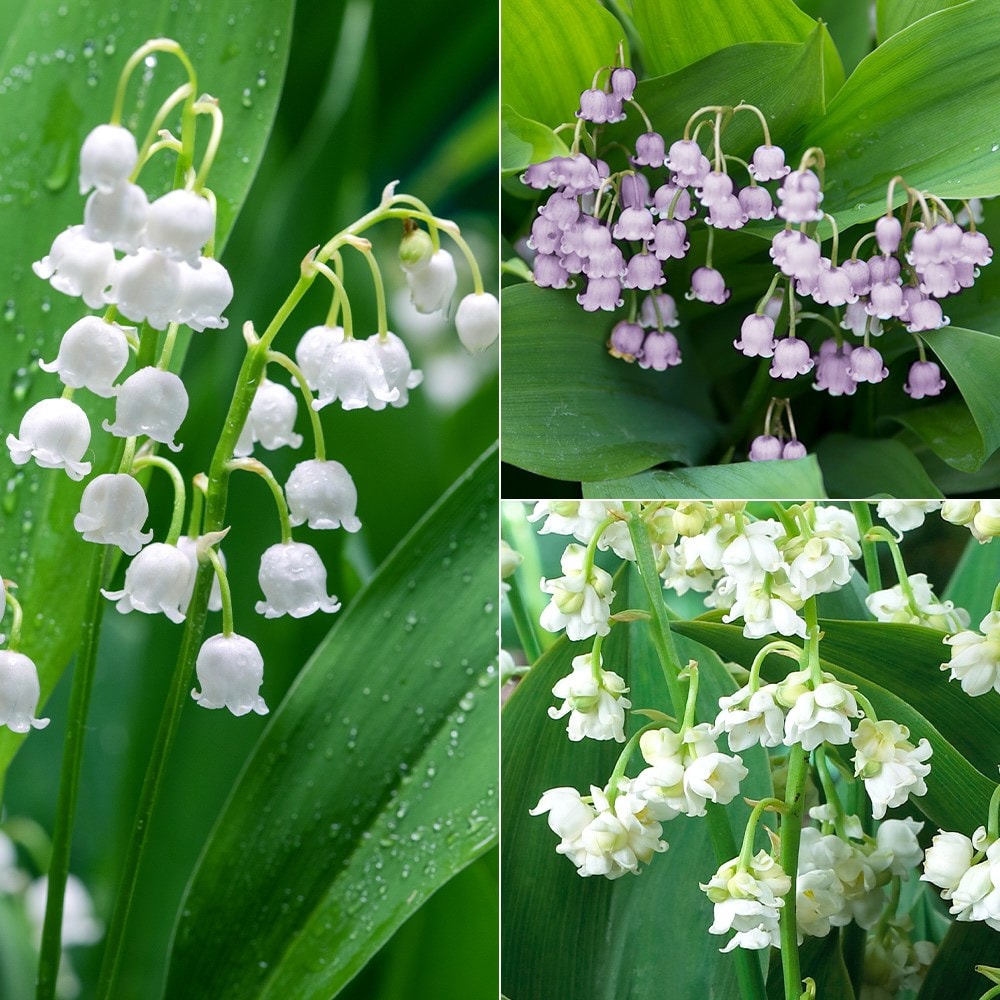 Product options image