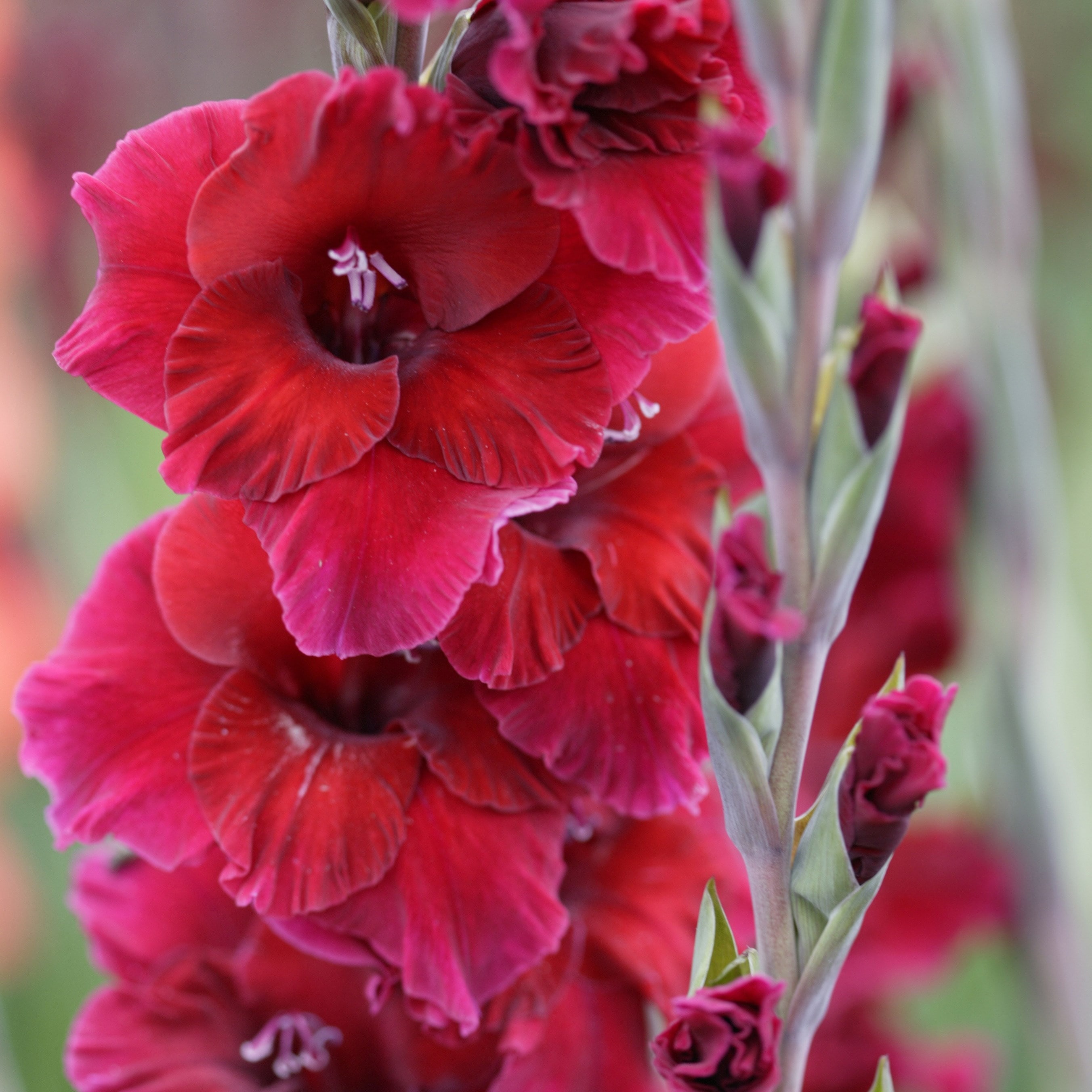 Product options image