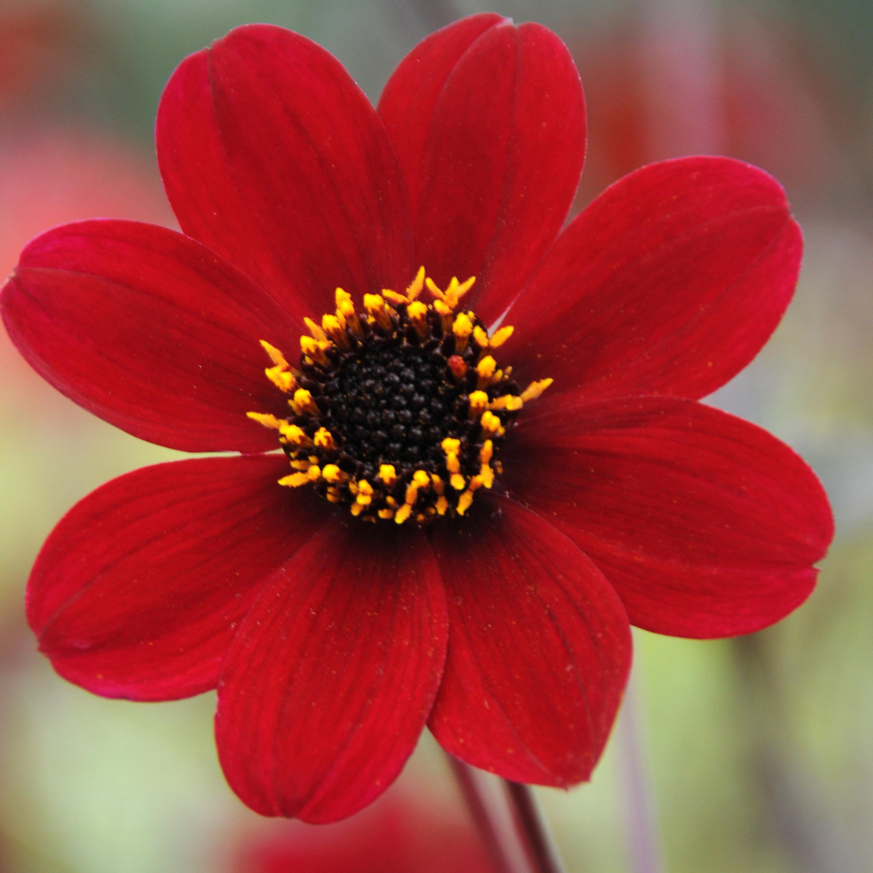 Product options image