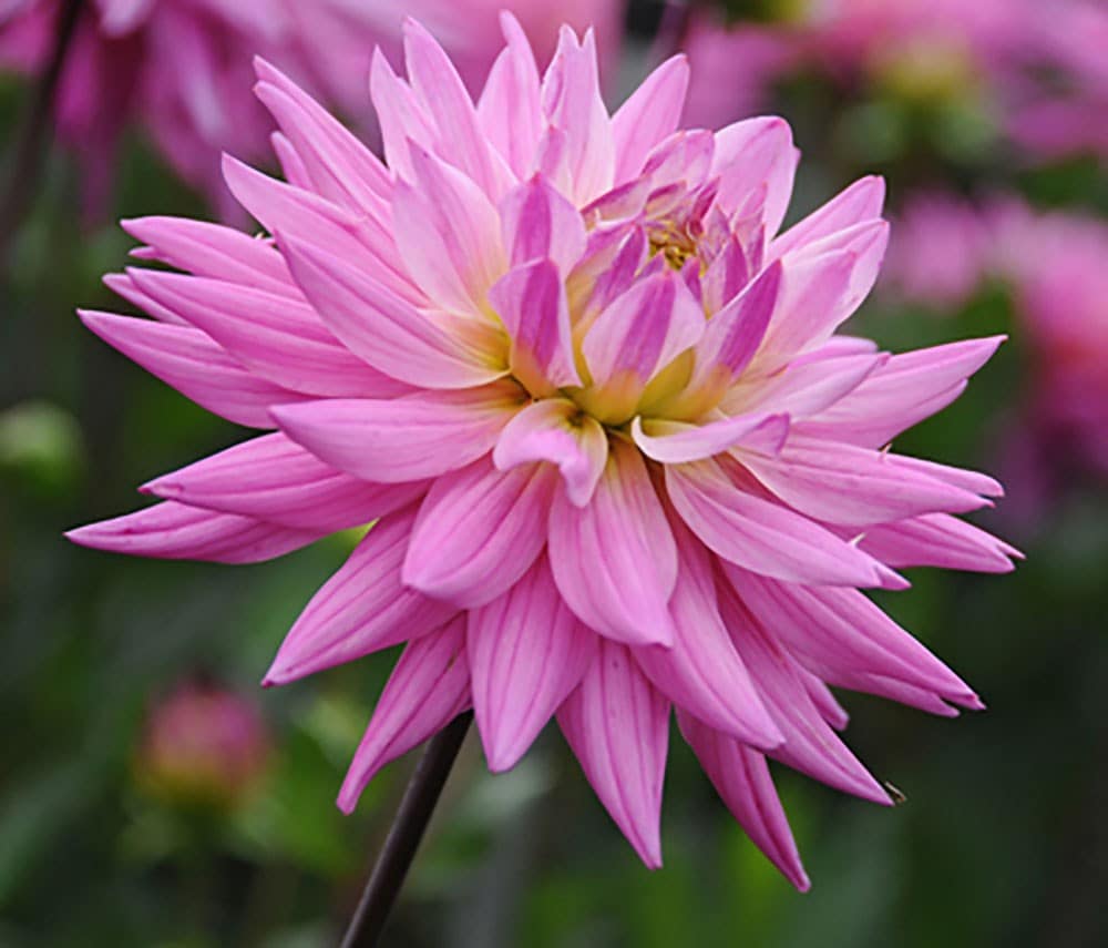 Buy cactus dahlia Dahlia Karma Pink Corona (PBR): £5.49 Delivery by Crocus