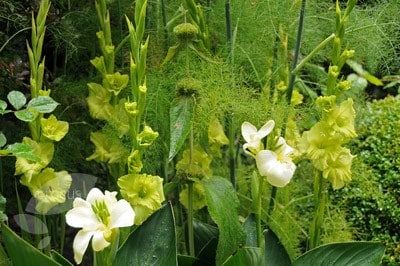 <i>Gladiolus</i> 'Green Star'