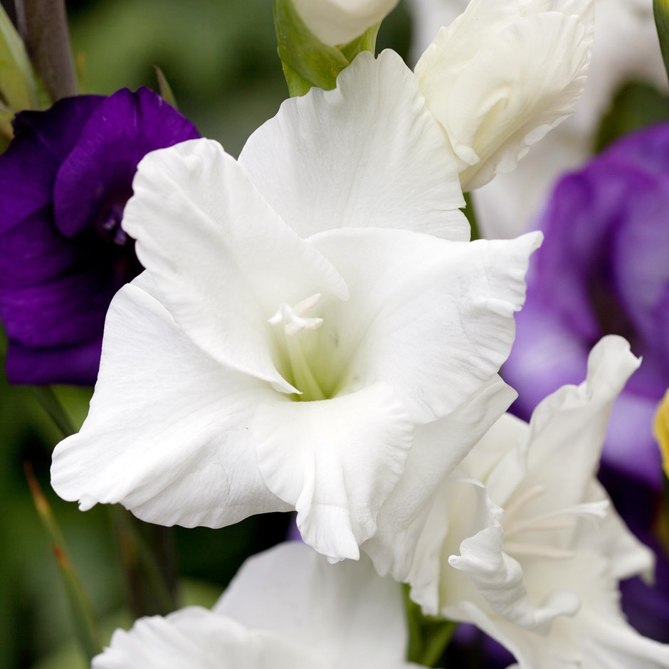 Buy gladiolus corms Gladiolus White Prosperity: £3.99 ...