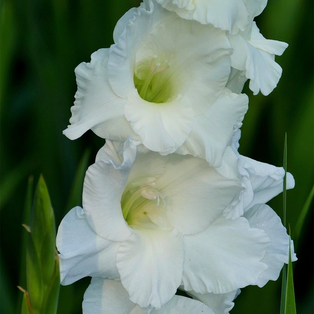 <i>Gladiolus</i> 'White Prosperity'