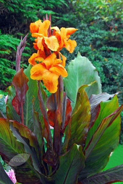 Buy Indian shot bulb Canna Wyoming: £3.99 Delivery by Crocus