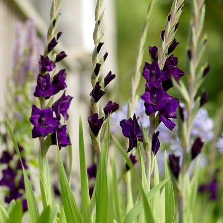 Gladiolus Purple Mate