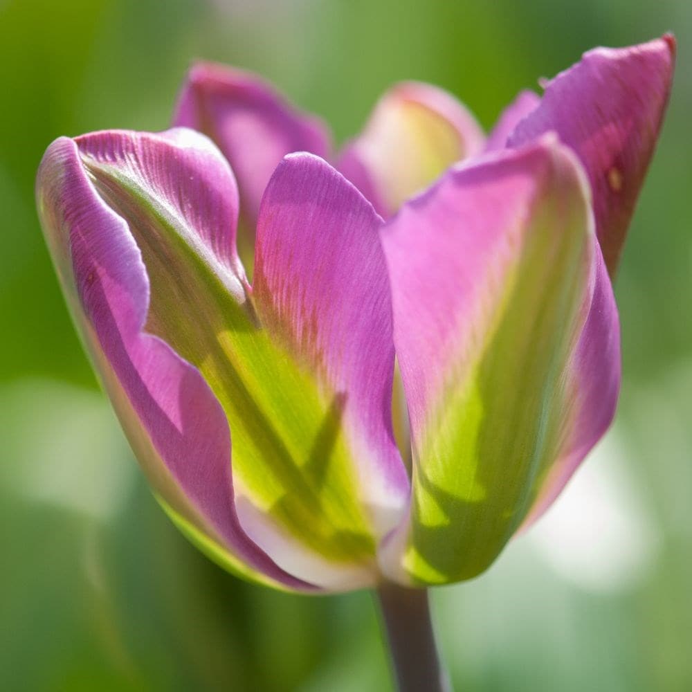 Buy viridiflora tulip bulbs Tulipa Nightrider: £2.99 Delivery by Crocus