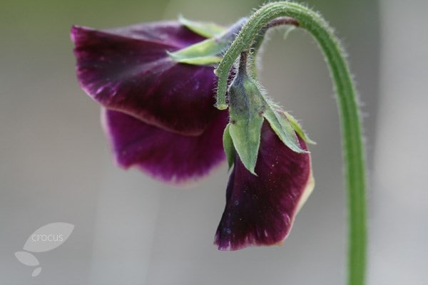 Lathyrus odoratus Beaujolais