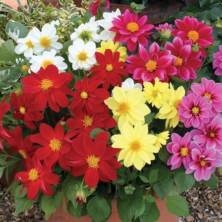 Picture of Dahlia Figaro Mixed