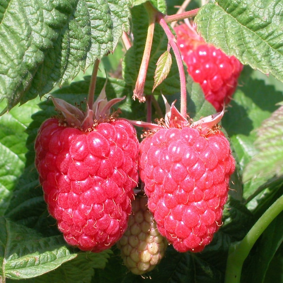 Buy raspberry - summer fruiting raspberry 'Cascade Delight'