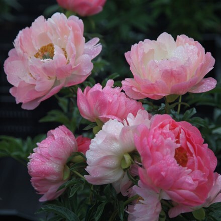 Paeonia Coral Sunset