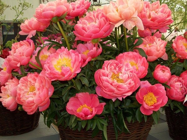 <i>Paeonia</i> 'Coral Sunset'