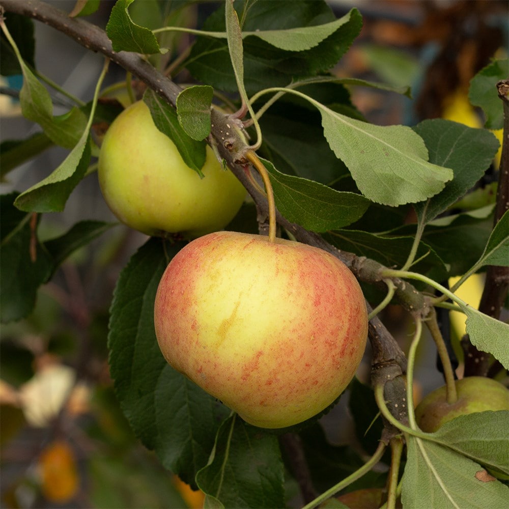 apple 'Christmas Pippin' (PBR)