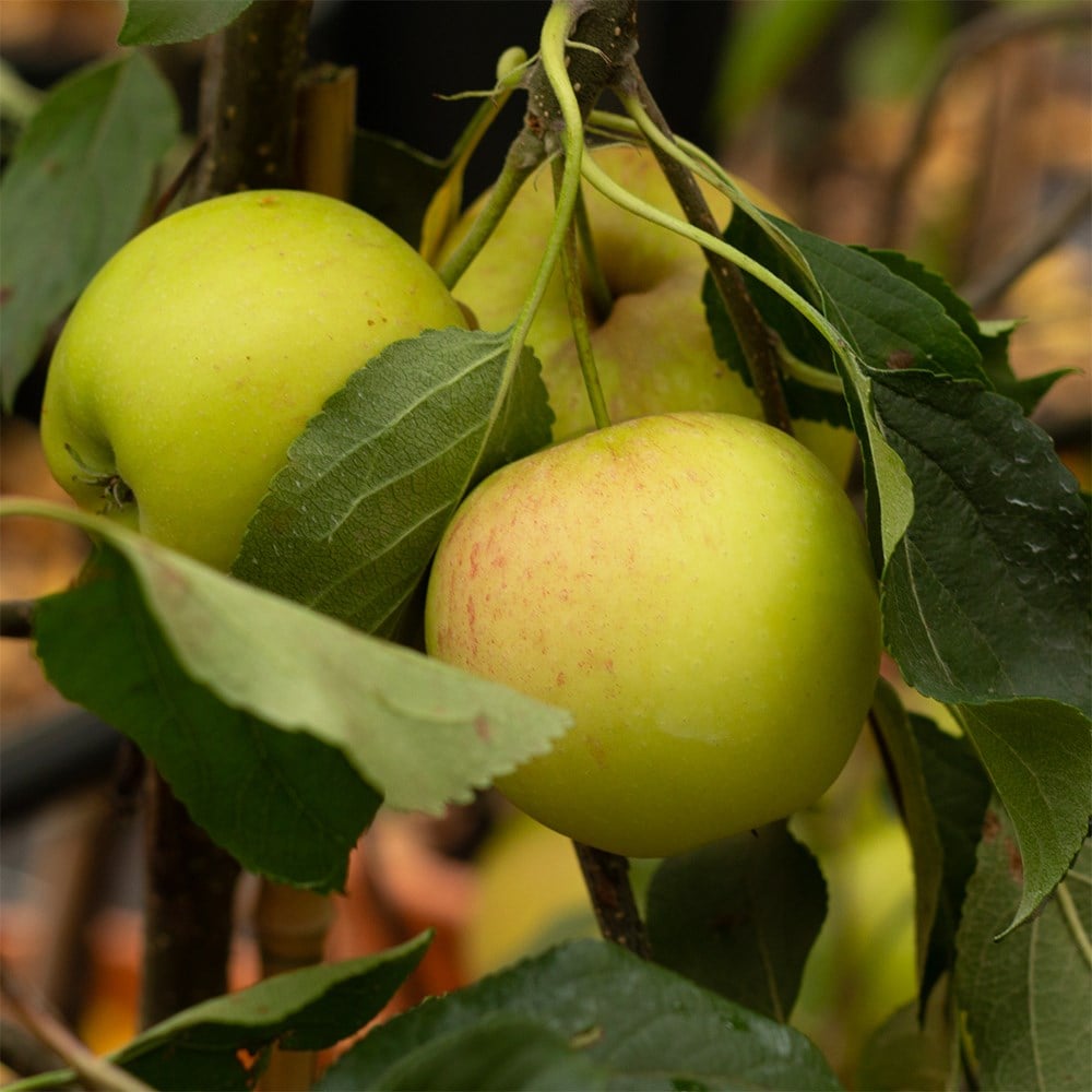 apple 'Christmas Pippin' (PBR)