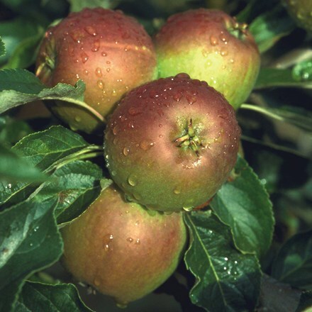 Picture of apple Cox's Orange Pippin self fertile