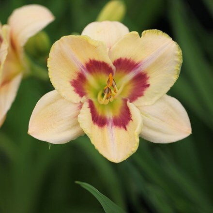 Picture of Hemerocallis Custard Candy