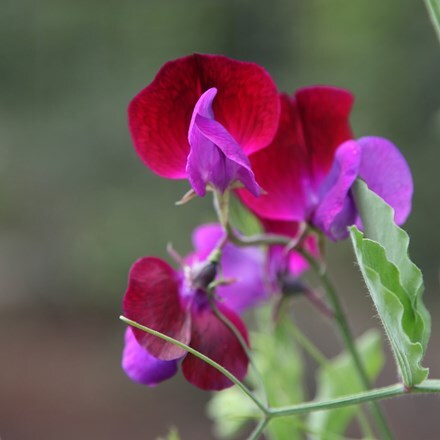 Lathyrus odoratus Matucana